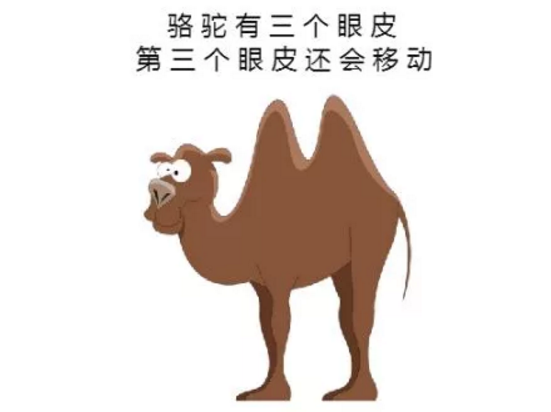 駱駝?dòng)腥齻€(gè)眼皮