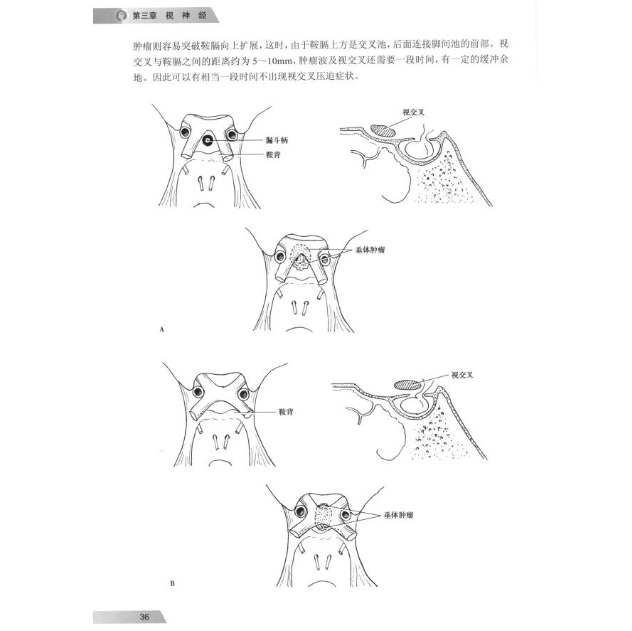 腦神經(jīng)解剖學(xué)